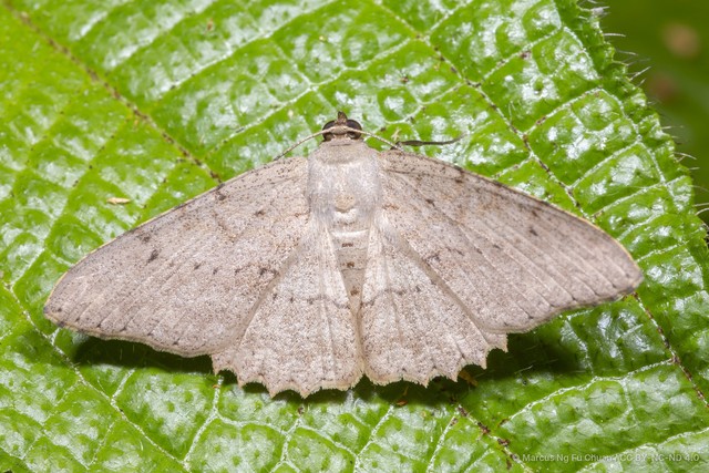 Luxiaria acutaria•&copy; Marcus Ng Fu Chuan•CC BY-NC-ND 4.0