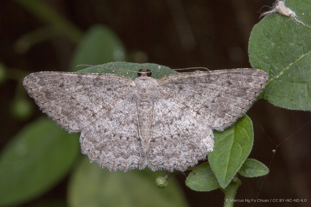 Luxiaria submonstrata•&copy; Marcus Ng Fu Chuan•CC BY-NC-ND 4.0