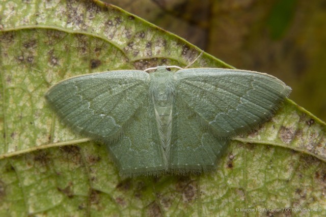 Maxates melancholica•&copy; Marcus Ng Fu Chuan•CC BY-NC-ND 4.0