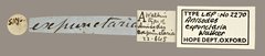 Mesotrophe intortaria•All Rights ReservedMuseum Label