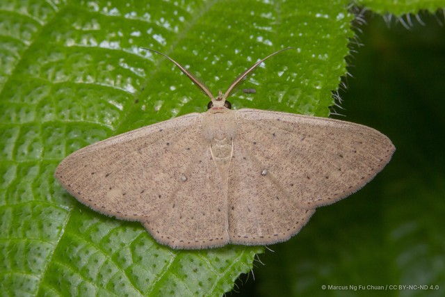 Perixera clandestina•&copy; Marcus Ng Fu Chuan•CC BY-NC-ND 4.0