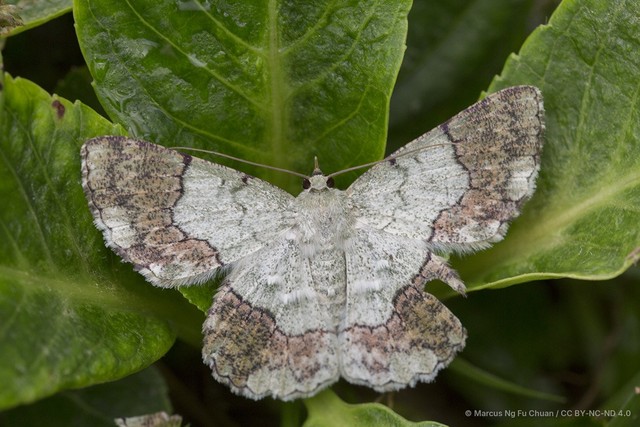 Pingasa ruginaria•&copy; Marcus Ng Fu Chuan•CC BY-NC-ND 4.0