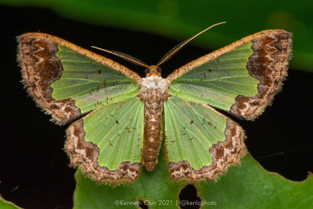 Zamarada denticulata•&copy; Kenneth Chin•All Rights Reserved