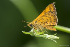 Ampittia dioscorides camertes•&copy; Marcus Ng Fu Chuan•All Rights Reserved