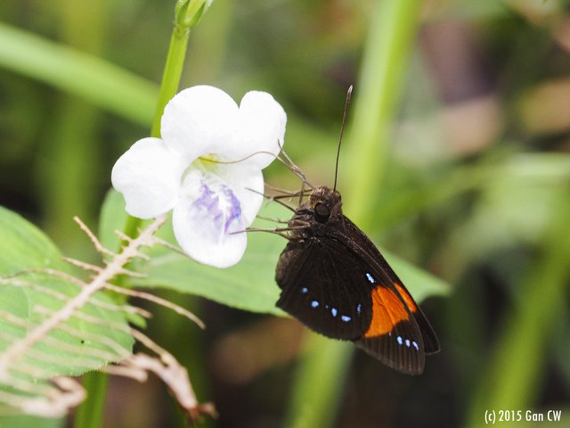 Ancistroides gemmifer•&copy; Gan Cheong Weei•CC BY-NC 4.0
