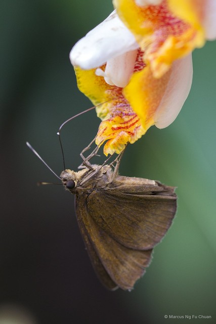 Ancistroides nigrita maura•&copy; Marcus Ng Fu Chuan•All Rights Reserved