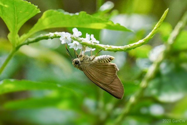 Badamia exclamationis•&copy; Gan Cheong Weei•CC BY-NC 4.0