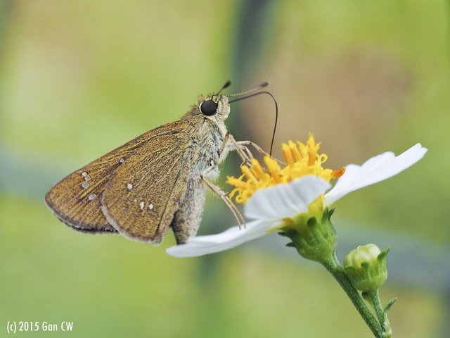 Borbo cinnara•&copy; Gan Cheong Weei•CC BY-NC 4.0