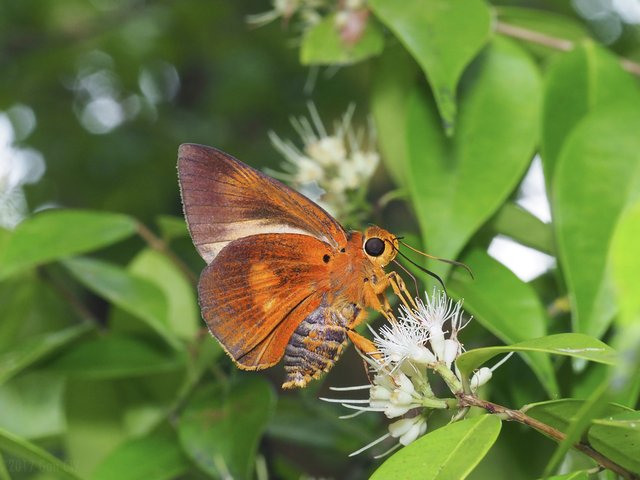 Burara etelka•&copy; Gan Cheong Weei•CC BY-NC 4.0