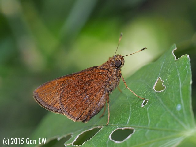 Caltoris cormasa•&copy; Gan Cheong Weei•CC BY-NC 4.0