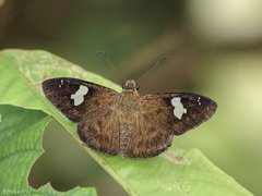 Celaenorrhinus asmara•&copy; Gan Cheong Weei•CC BY-NC 4.0