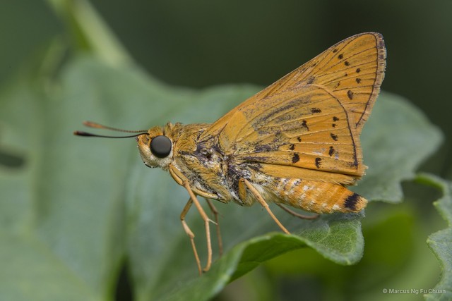 Cephrenes trichopepla•&copy; Marcus Ng Fu Chuan•All Rights Reserved