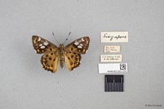 Coladenia indrani subsp. "cf. uposatha"•&copy; Wan FA Jusoh•All Rights Reserved
