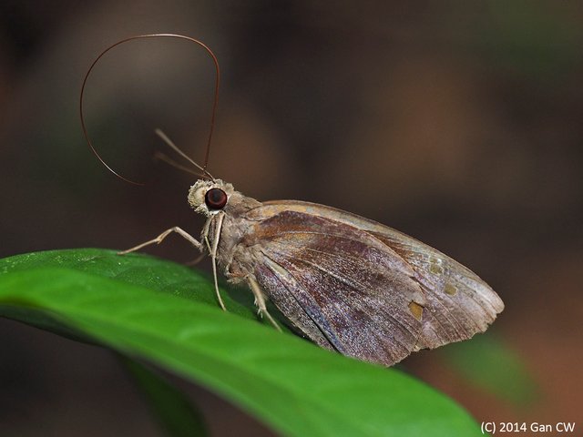 Gangara thyrsis thyrsis•&copy; Gan Cheong Weei•CC BY-NC 4.0