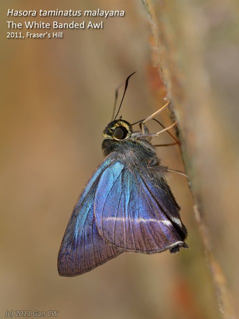 Hasora taminatus malayana•&copy; Gan Cheong Weei•CC BY-NC-ND 4.0
