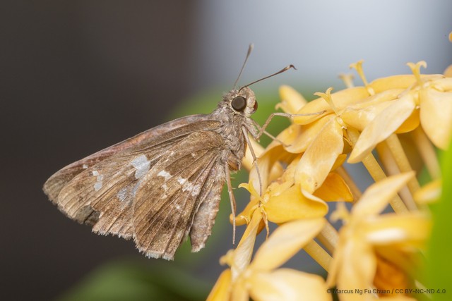 Hyarotis adrastus praba•&copy; Marcus Ng Fu Chuan•CC BY-NC-ND 4.0
