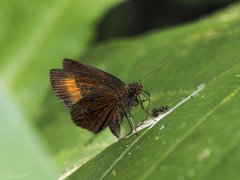 Idmon obliquans obliquans•&copy; Gan Cheong Weei•CC BY-NC 4.0