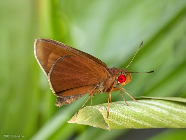 Matapa aria•&copy; Gan Cheong Weei•CC BY-NC 4.0