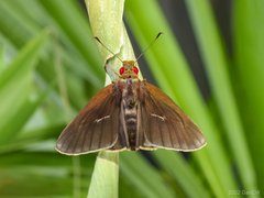 Matapa aria•&copy; Gan Cheong Weei•CC BY-NC 4.0