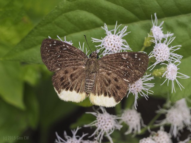 Mooreana trichoneura•&copy; Gan Cheong Weei•CC BY-NC 4.0