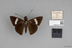 Notocrypta clavata subsp. "cf. clavata"•&copy; Wan FA Jusoh•All Rights Reserved