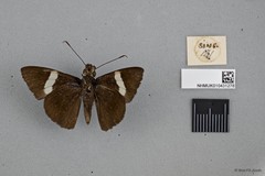 Notocrypta clavata subsp. "cf. clavata"•&copy; Wan FA Jusoh•All Rights Reserved