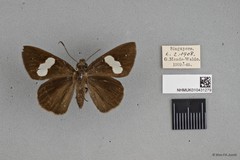 Notocrypta paralysos varians•&copy; Wan FA Jusoh•All Rights Reserved