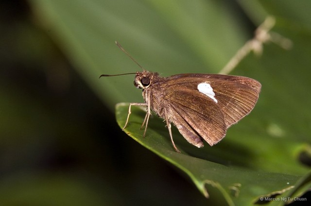 Notocrypta paralysos varians•&copy; Marcus Ng Fu Chuan•All Rights Reserved