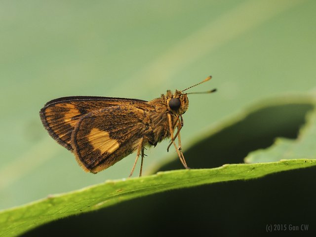 Oriens paragola•&copy; Gan Cheong Weei•CC BY-NC 4.0