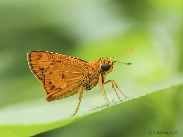 Oriens gola pseudolus•&copy; Gan Cheong Weei•CC BY-NC 4.0