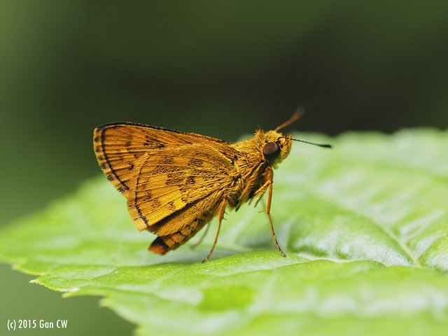 Potanthus ganda•&copy; Gan Cheong Weei•CC BY-NC 4.0