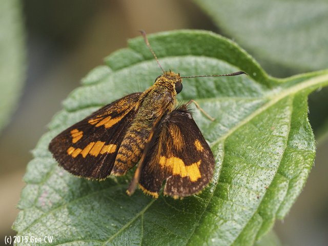 Potanthus serina•&copy; Gan Cheong Weei•CC BY-NC 4.0