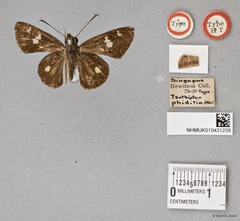 Scobura sp. "cf. phiditia"•&copy; Wan FA Jusoh•All Rights Reserved