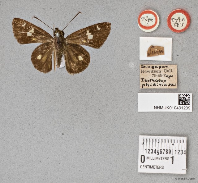 Scobura sp. "cf. phiditia"•&copy; Wan FA Jusoh•All Rights Reserved