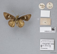 Scobura sp. "cf. phiditia"•&copy; Wan FA Jusoh•All Rights Reserved