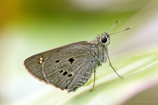 Suastus gremius gremius•&copy; Marcus Ng Fu Chuan•All Rights Reserved