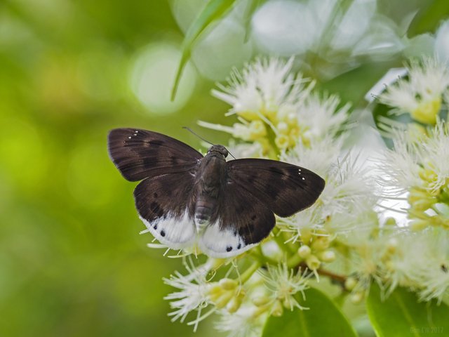 Tagiades gana gana•&copy; Gan Cheong Weei•CC BY-NC 4.0