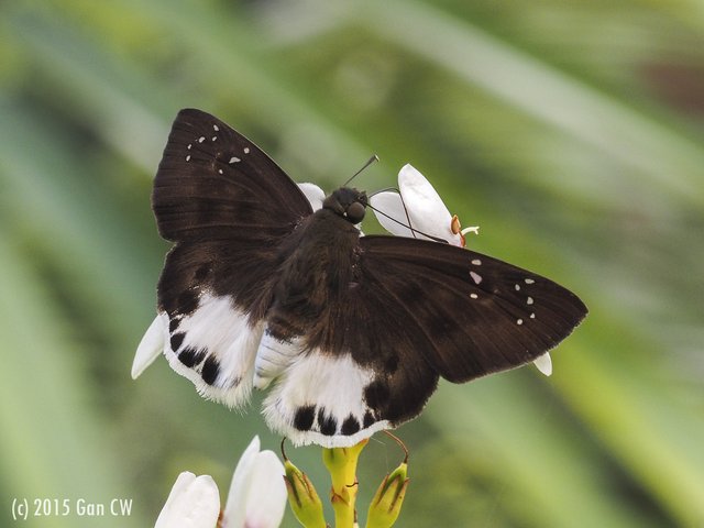 Tagiades ultra•&copy; Gan Cheong Weei•CC BY-NC 4.0