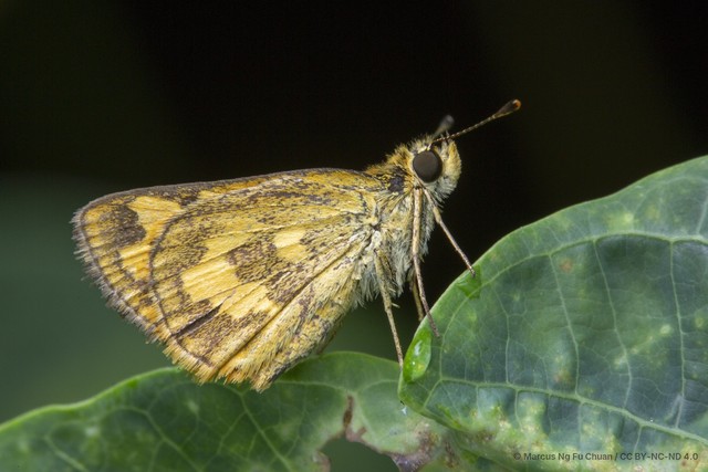 Taractrocera archias quinta•&copy; Marcus Ng Fu Chuan•CC BY-NC-ND 4.0