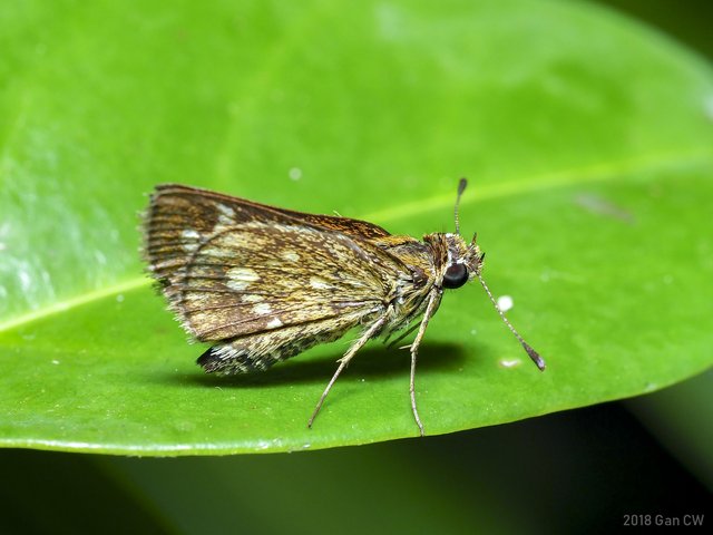 Taractrocera ardonia sumatrensis•&copy; Gan Cheong Weei•CC BY-NC 4.0