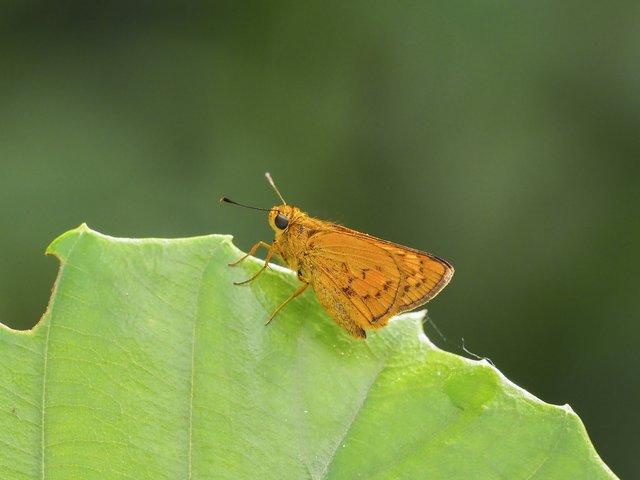 Telicota besta bina•&copy; Gan Cheong Weei•CC BY-NC 4.0