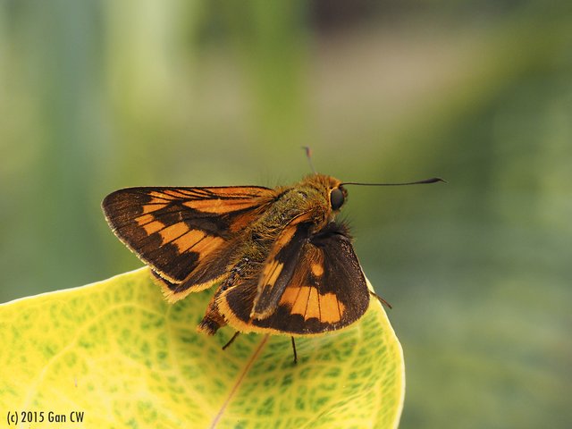 Telicota linna•&copy; Gan Cheong Weei•CC BY-NC 4.0