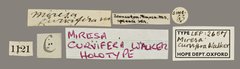 Idonauton apicalis•All Rights ReservedMuseum Label
