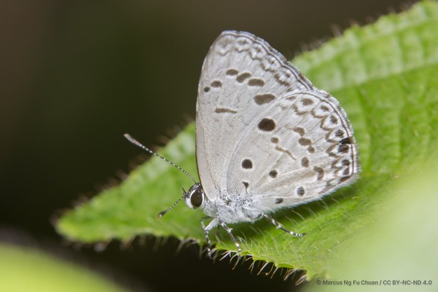 Acytolepis puspa lambi•&copy; Marcus Ng Fu Chuan•CC BY-NC-ND 4.0