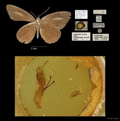 Allotinus horsfieldi•&copy; Ang Yuchen•All Rights Reserved