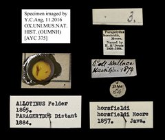 Allotinus horsfieldi•All Rights ReservedMuseum Label