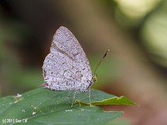 Allotinus unicolor unicolor•&copy; Gan Cheong Weei•CC BY-NC 4.0