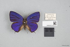 Arhopala kounga subsp. "cf. ridleyi"•&copy; Wan FA Jusoh•All Rights Reserved