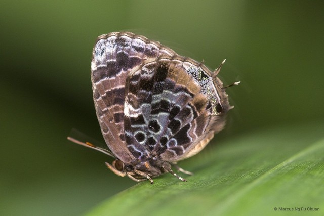 Arhopala abseus•&copy; Marcus Ng Fu Chuan•All Rights Reserved