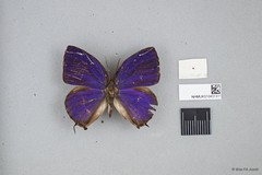 Arhopala silhetensis adorea•&copy; Wan FA Jusoh•All Rights Reserved